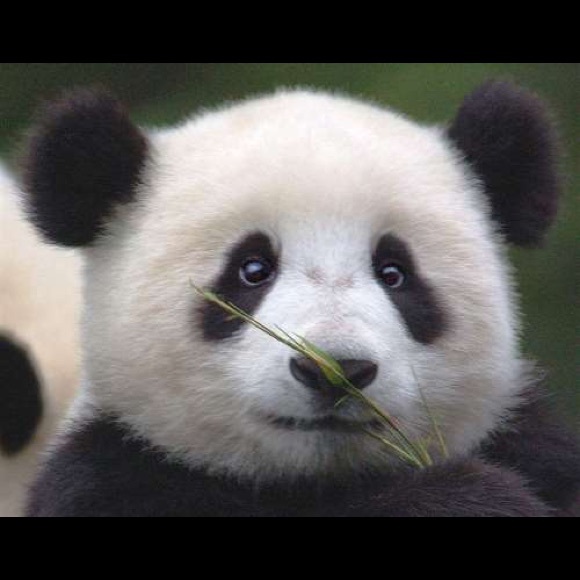 pandapenguin